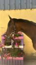 Night to you, hongre, 3 ans, bai; sf, toisera 1.65–1.68