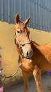 Nostradamus hongre, 3 ans, alezan brûlé, sf, toise 165