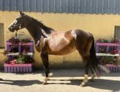 Nora de molion jument, 3 ans, bai , sf, toise1.65 