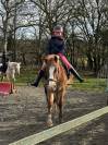 Cassanova – hongre welsh part-bred – 11 ans très gentil