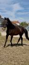Pure race espagnole