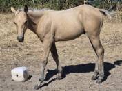 Poulain pp qh x connemara 