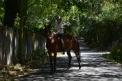 Jument de 6 ans (1m65) sans faute 1 mètre