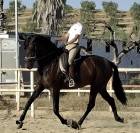 Superbe jument pre noire dressage