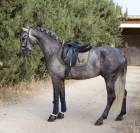 Jeune cheval entier pure race espagnole 5 ans