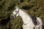 Cheval hongre andalou de 9 ans 1,64m
