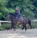 Jolie jument de 8 ans, kwpn, +-1m68