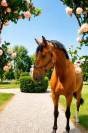 Hongre - selle français - 9 ans - dressage - france