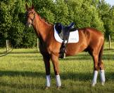 Hongre - hanovrien - 8 ans - dressage - france