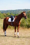 Hongre - hanovrien - 8 ans - dressage - france