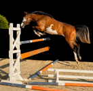 Jument - oc - 4 ans - cso / polyvalente - france
