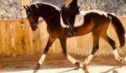 Hongre - kwpn - 3 ans - dressage - france
