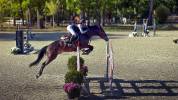 Jhonny du thar – hongre sf – 7 ans – 1,73 m