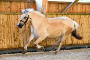 Jument - fjord - 4 ans -dressage / polyvalente - france