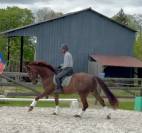 Jument dressage
