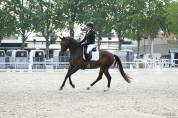 Jument - kwpn - 4 ans - dressage - france
