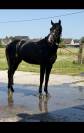 Cheval d’exception 
