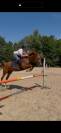 Magnifique cheval à vendre 