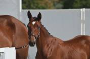 Foal mâle bai 2026, poulain d avenir 