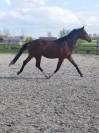 Hongre - oldenbourg - 3 ans - dressage - belgique
