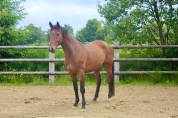Hongre de 4 ans a vendre