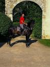 Pure race espagnole apto 