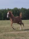 Candy de nantuel x tangelina de kreisker foal femelle
