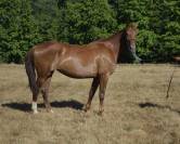 Jument sf - 5 ans - 1m68 mylord carthago