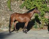 Ponette de 5 ans