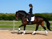 Hongre - cde - 4 ans - dressage - france