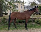 Jument hanovrienne de dressage - prête am2 gp 
