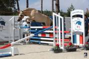 Hongre - fjord - 3 ans - cso- cce- dressage - france 