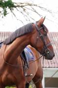 Jument - selle français - 4 ans - cso - hunter - france