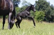 Pouliche - cdf - 2026 - dressage - france