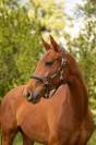 Pouliche - bwp - 2 ans - dressage - france