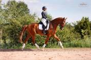 Hongre - hanovrien - 5 ans - dressage - france