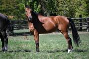 Hongre sf de 6 ans par eldorado van de zeshoek - cso