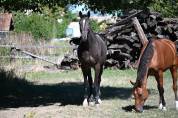 Hongre sf de 5 ans par dominator 2000 z - cso