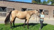Pouliche pre 3 ans debourree