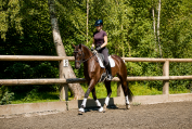 Hongre - dsp - 5 ans - dressage / polyvalent - france