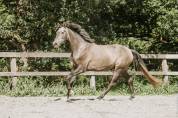 Hongre-luso warmblood 4 ans dressage /polyvalent france