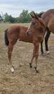 Pouliche cso bai foncee top look et origines