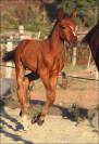 Pouliche cso bai fonce top look et origines