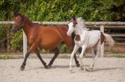 Ponette poulinière new forest importée de grande bretag