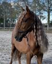 à vendre imperioso pre