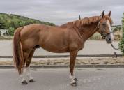 Selle français – 10 ans – cheval de sport cso