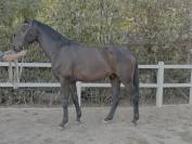 Hongre - westphalien - 4 ans - dressage - france