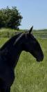 Pouliche — lusitano 