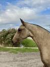 Pouliche — lusitano 