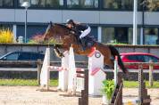 Jument - selle français - 5 ans - cso - france